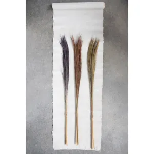 Feather Grass Bunch