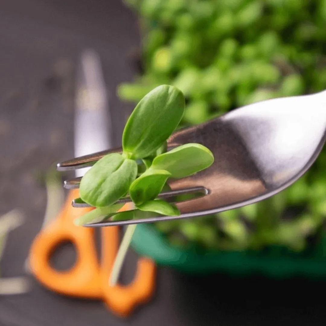 Microgreens Kit - Pack of 2 Seeds