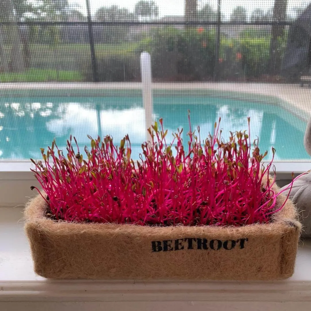 Microgreens Kit - Pack of 2 Seeds