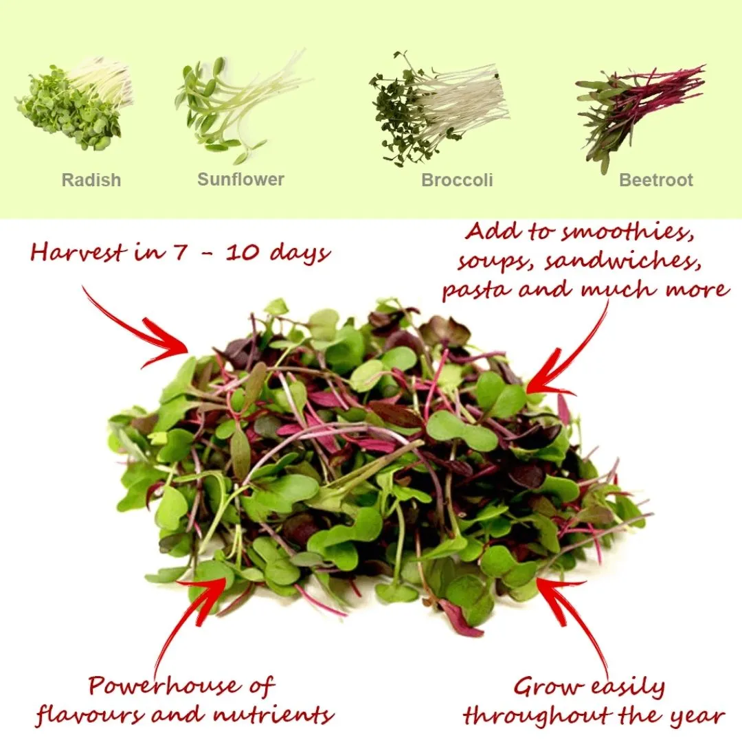 Microgreens Kit - Pack of 2 Seeds