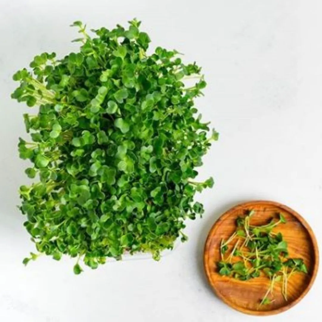 Microgreens Kit - Pack of 2 Seeds