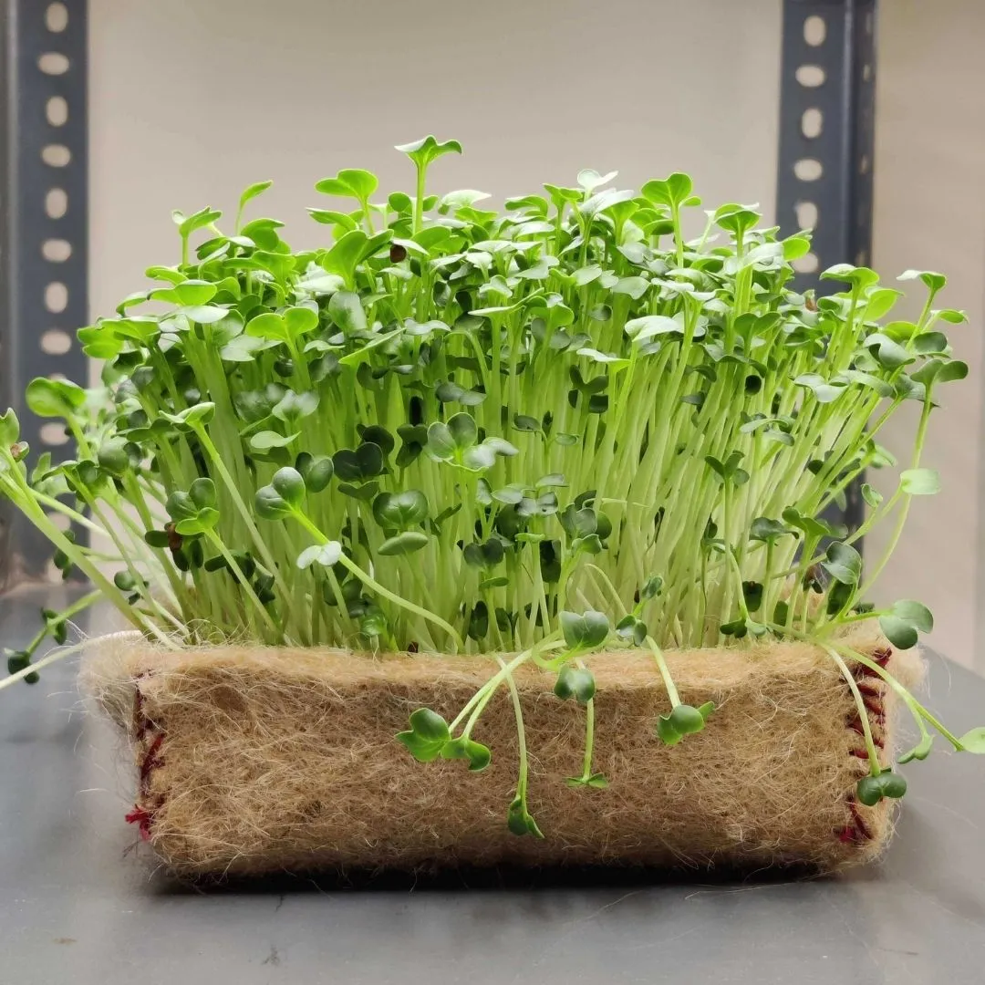 Microgreens Kit - Pack of 2 Seeds