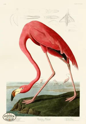 PDXC19869 -- Audubon Flamingo